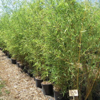 bambou phyllostachys humilis