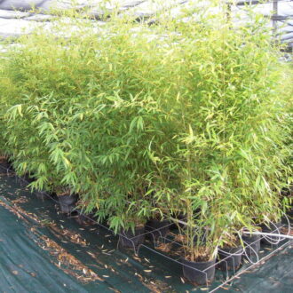 bambou phyllostachys auresulcata aureocaulis